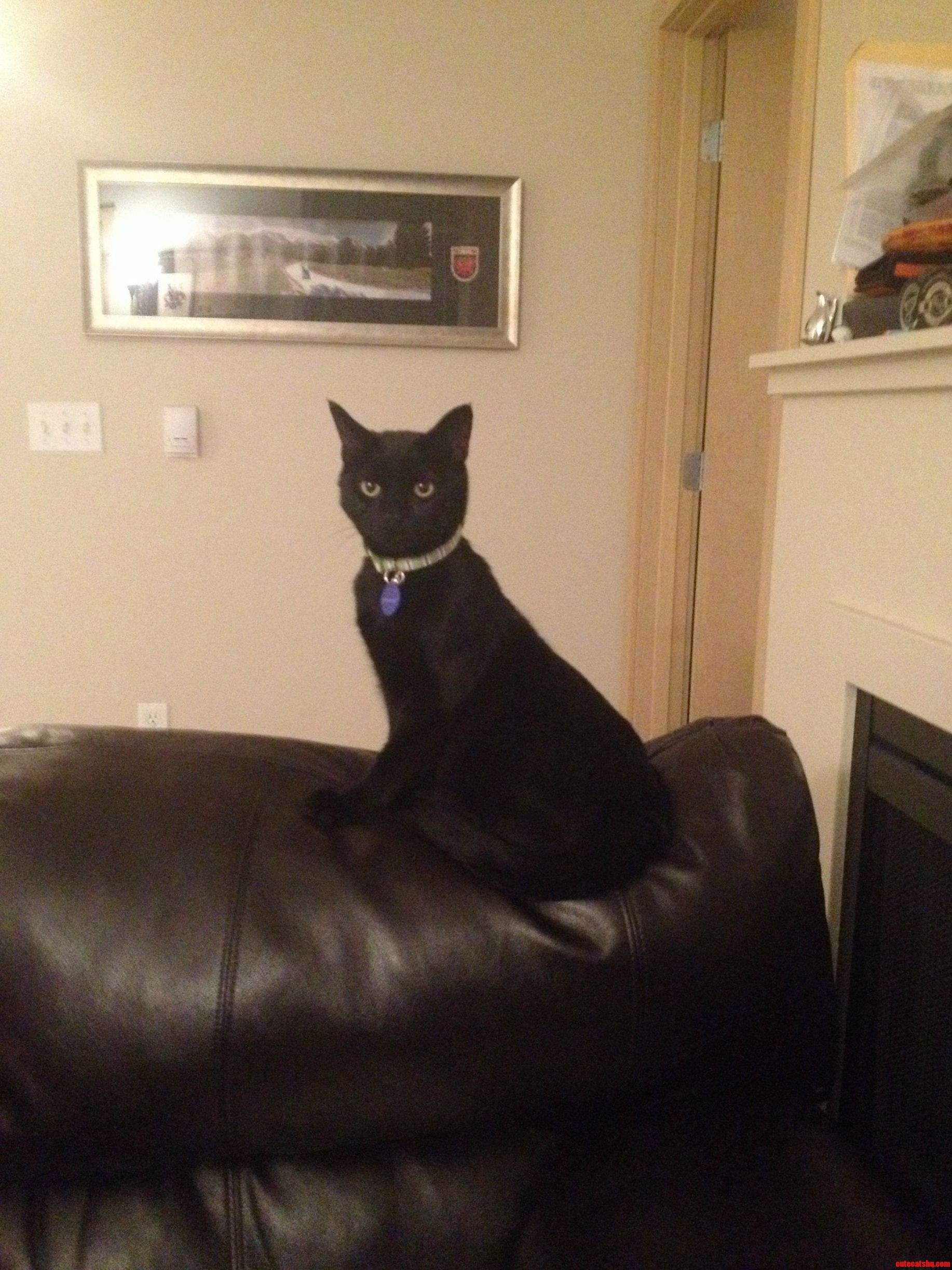My Husband and I Adopted This Beauty. We Named Him Voodoo.