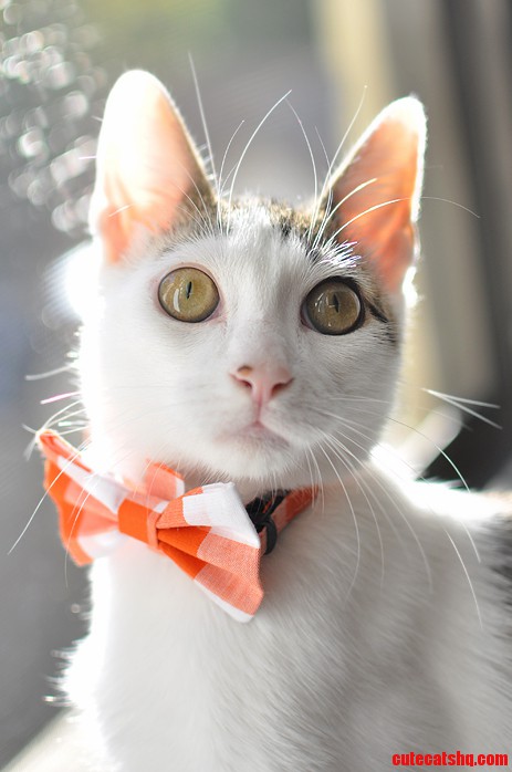 My Kitten Booker Mewitt Looking Dapper.