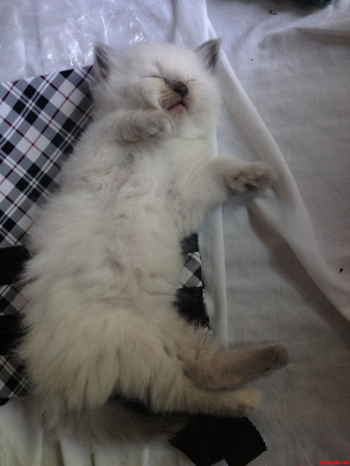 My Kitten Taking a Nap