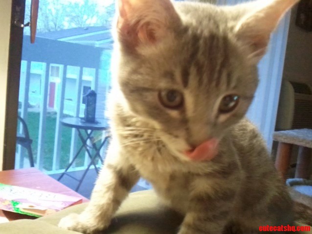 My Kitten Wants Spaghetti...