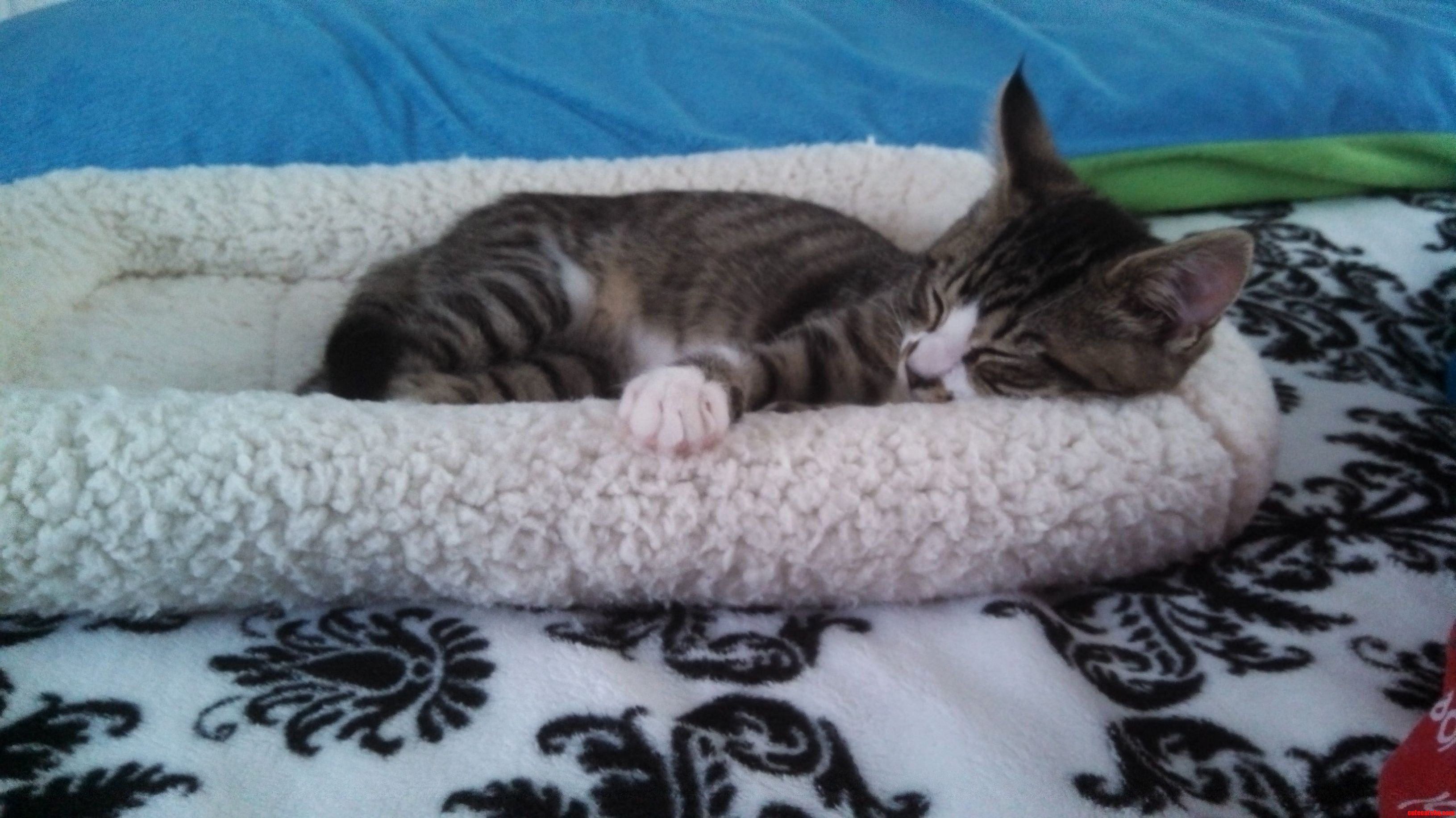 My Kitten Was Sleepy