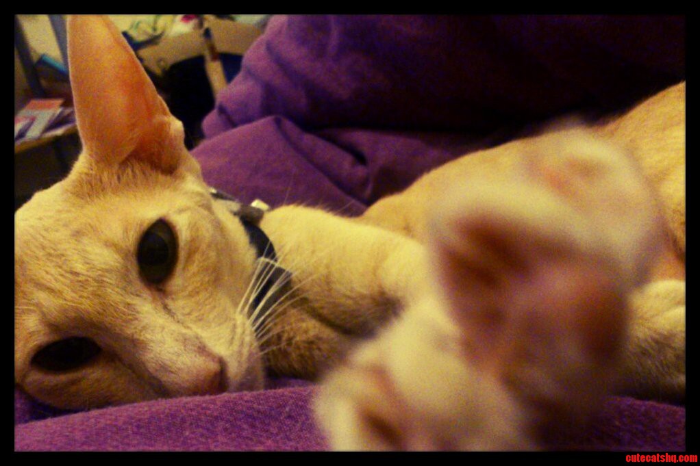 My Kitty-cat Pink Having a Lazy Day 3