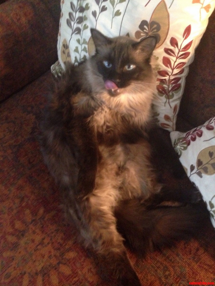 My Kitty Is Always So Graceful...