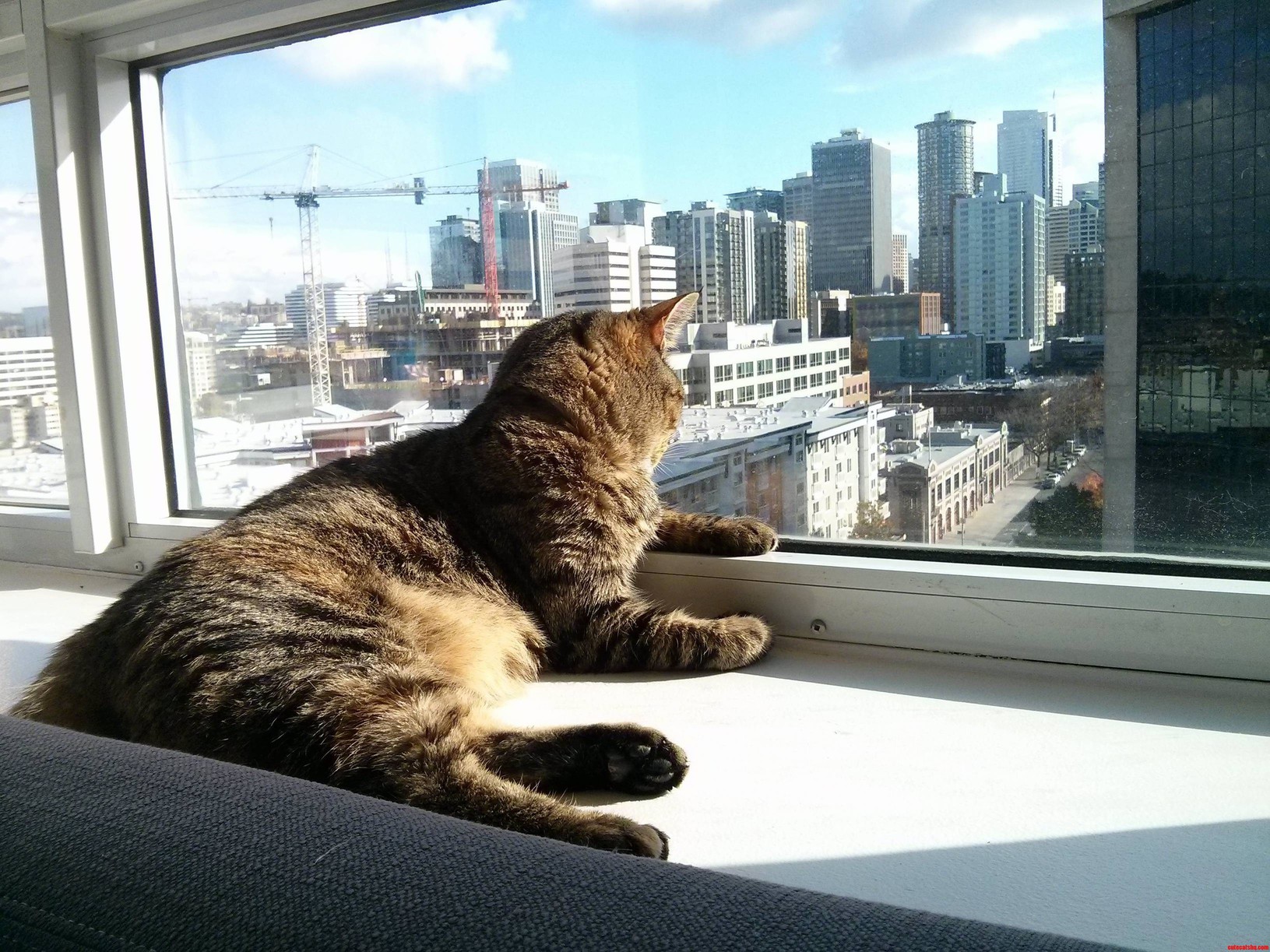 My Kitty Is Feeling Contemplative
