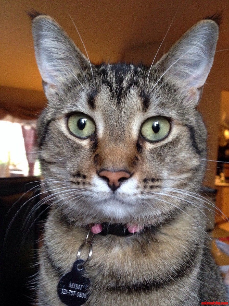My Kitty Is So Photogenic