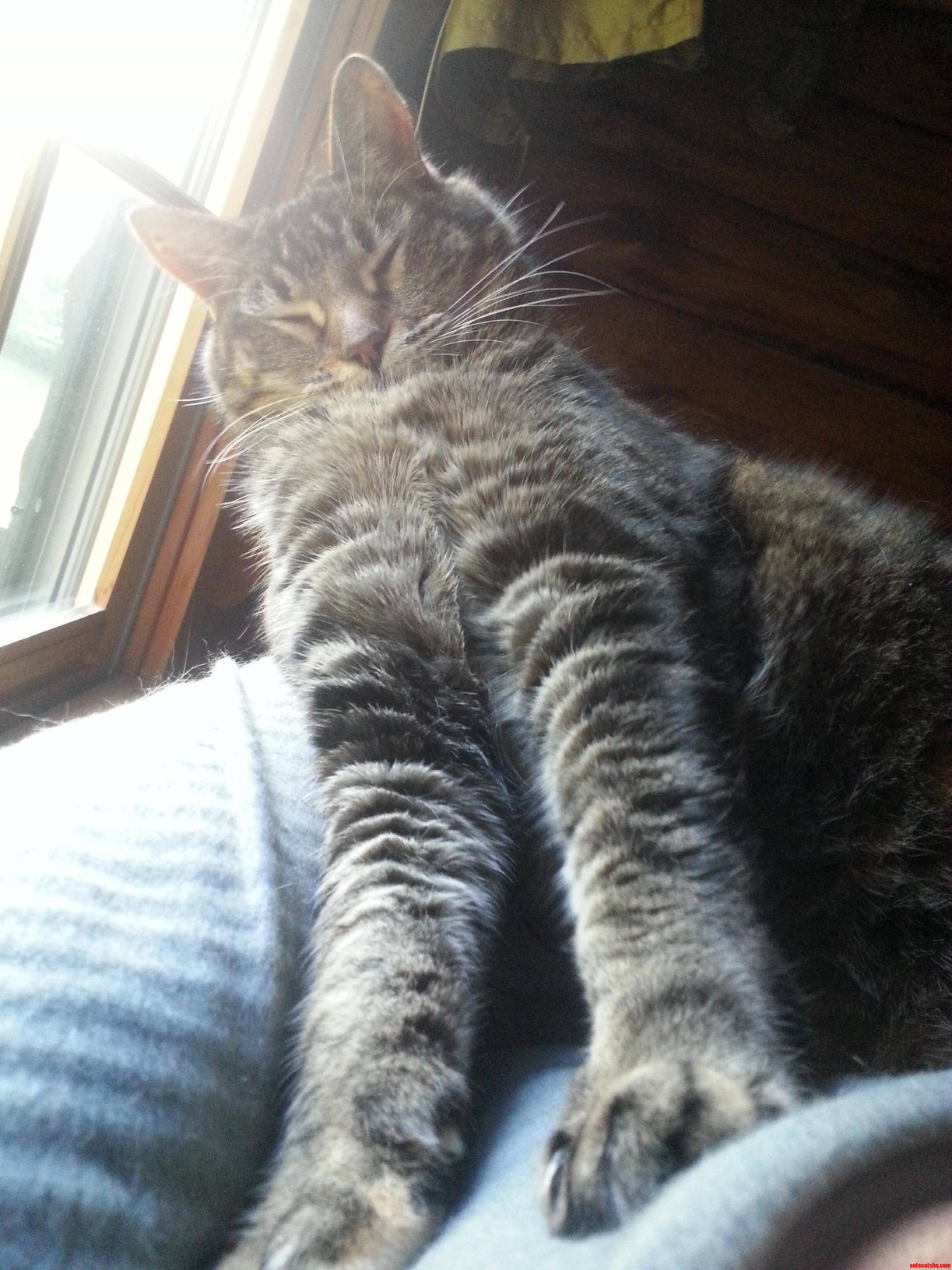 My Kitty Stretching Out After a Nap.