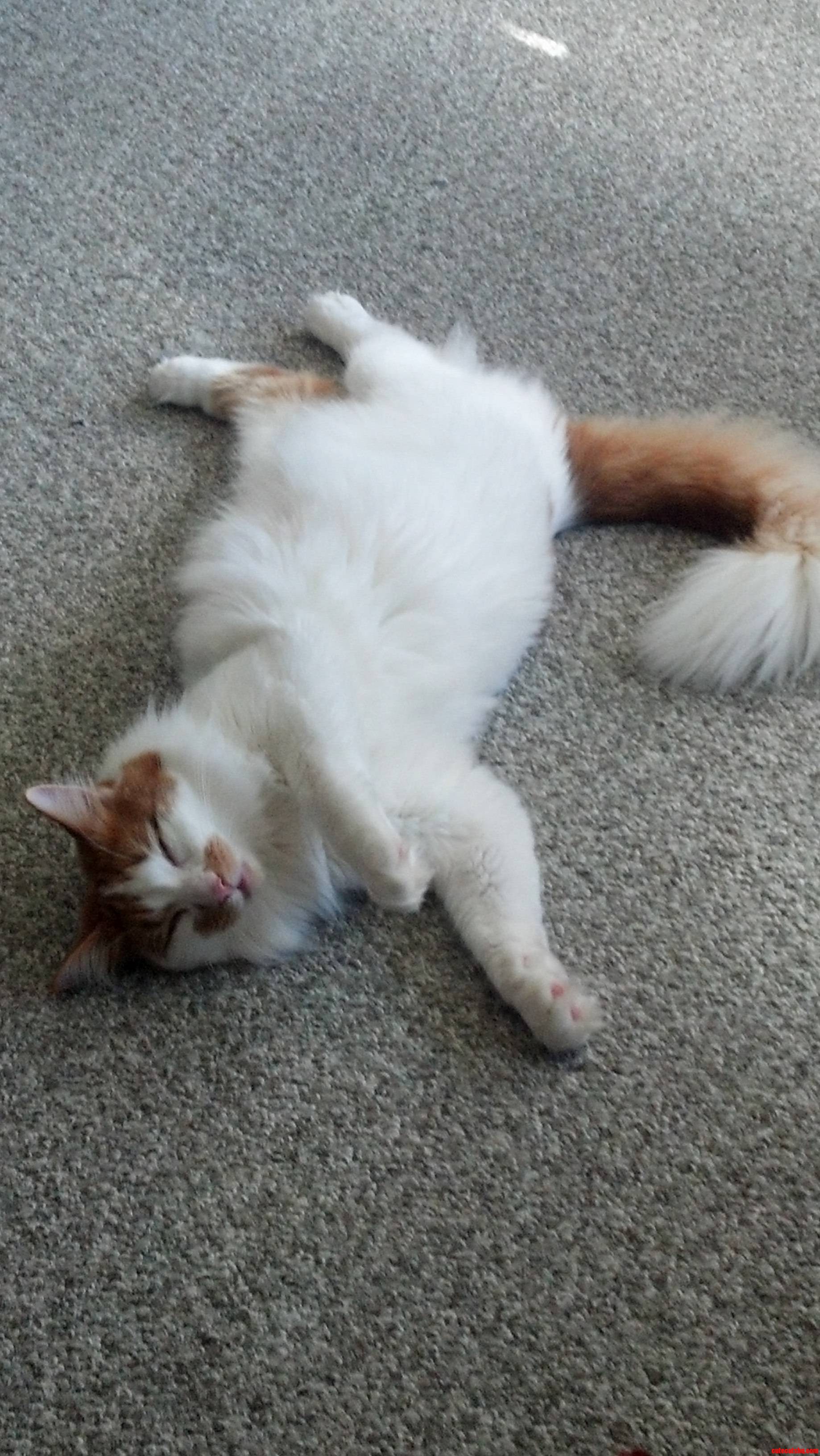 My Kittys Favourite Way to Sleep