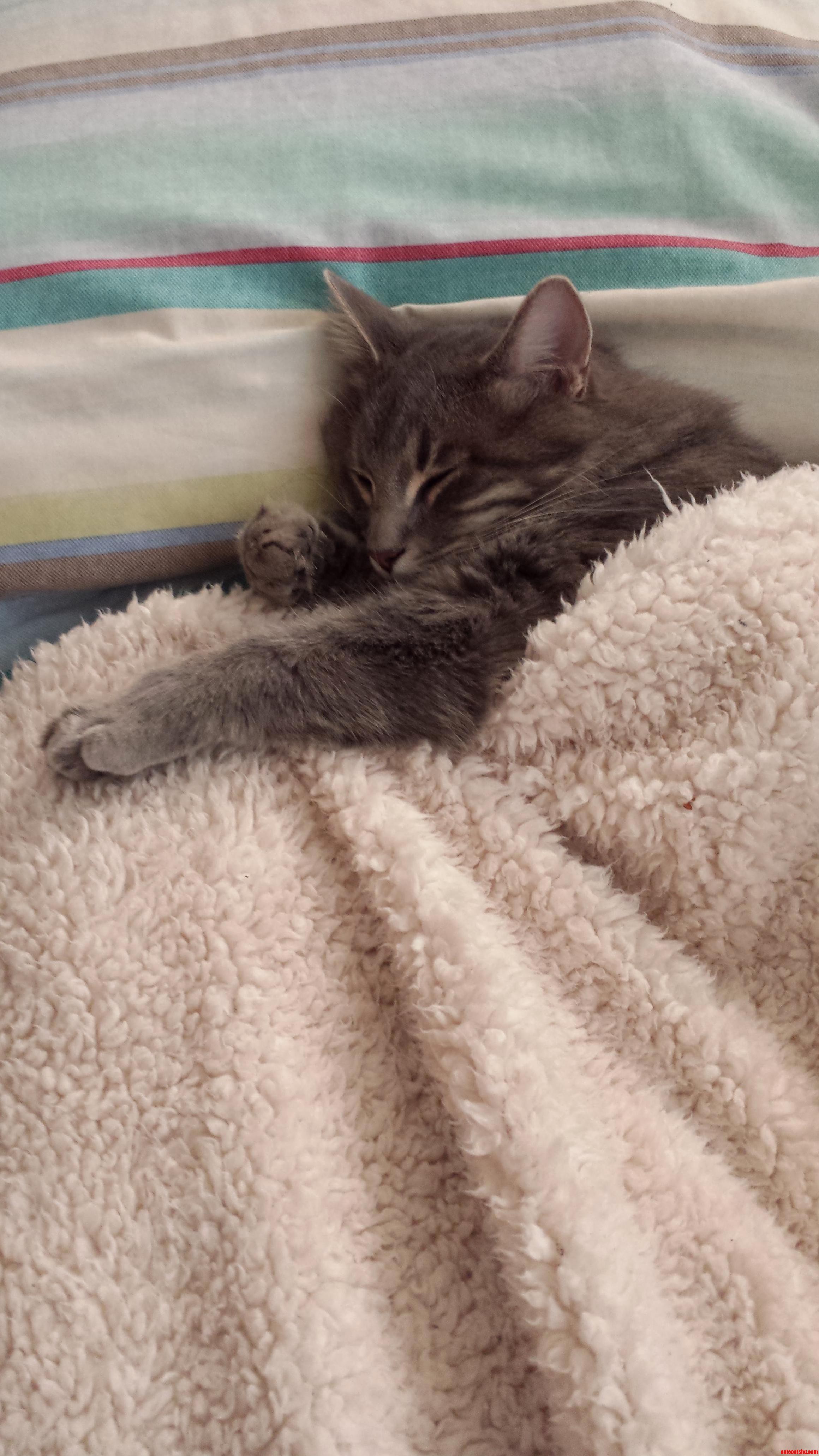My Lazy Spoiled Cat Tucked In.