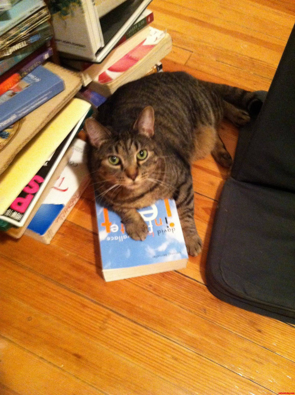 My Little Bookworm