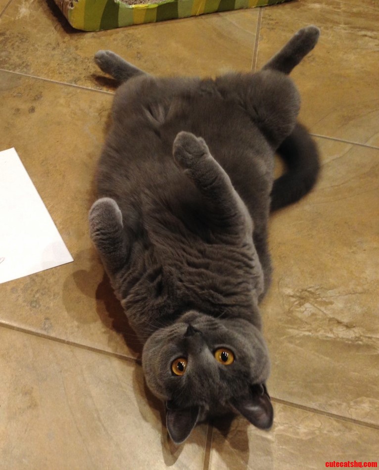 My Little Chartreux Lady Gidget