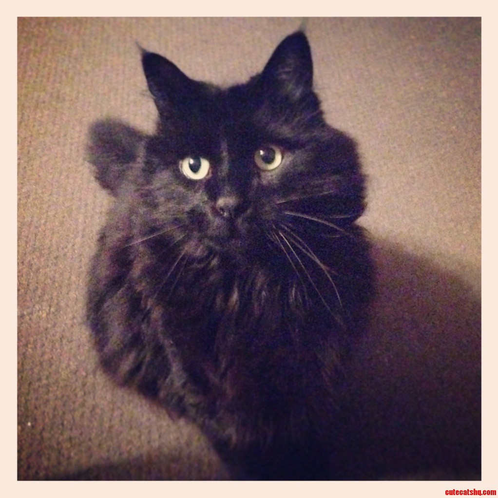 My Little Gentleman James T. Cat