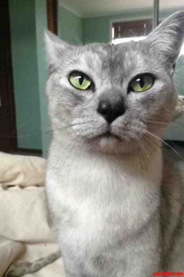 My Little Killer Dexter