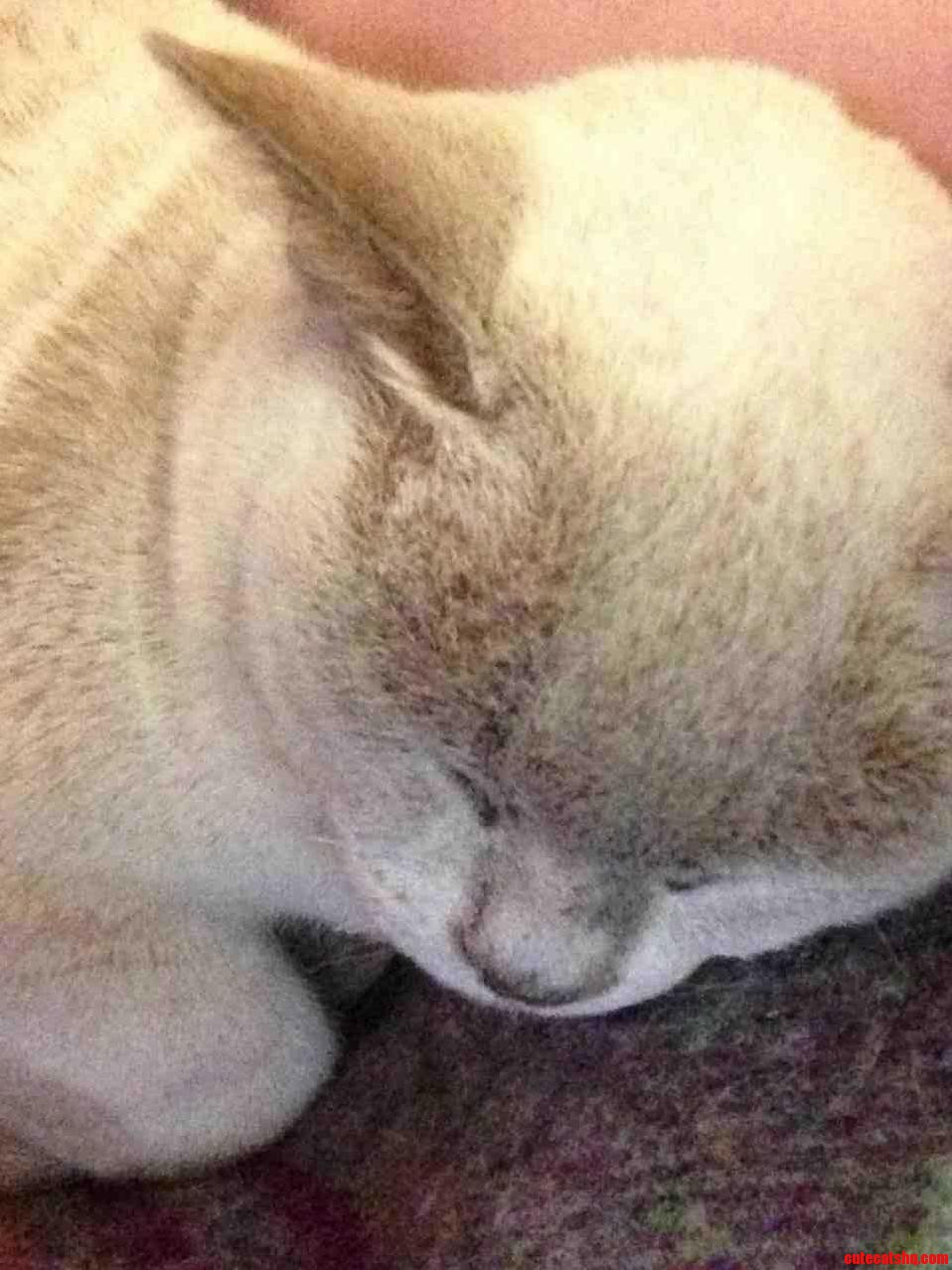 My Little Lavender Is 10 This Week and Still the Size of a Kitten D