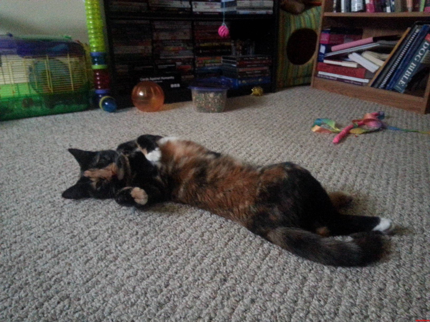My Little Model.
