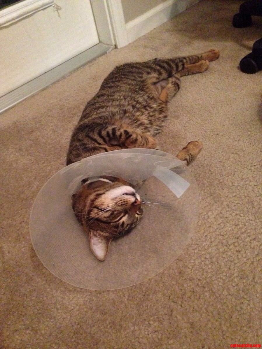 My Little One Is Happy to Be Home After a Week in the Kitty Hospital.