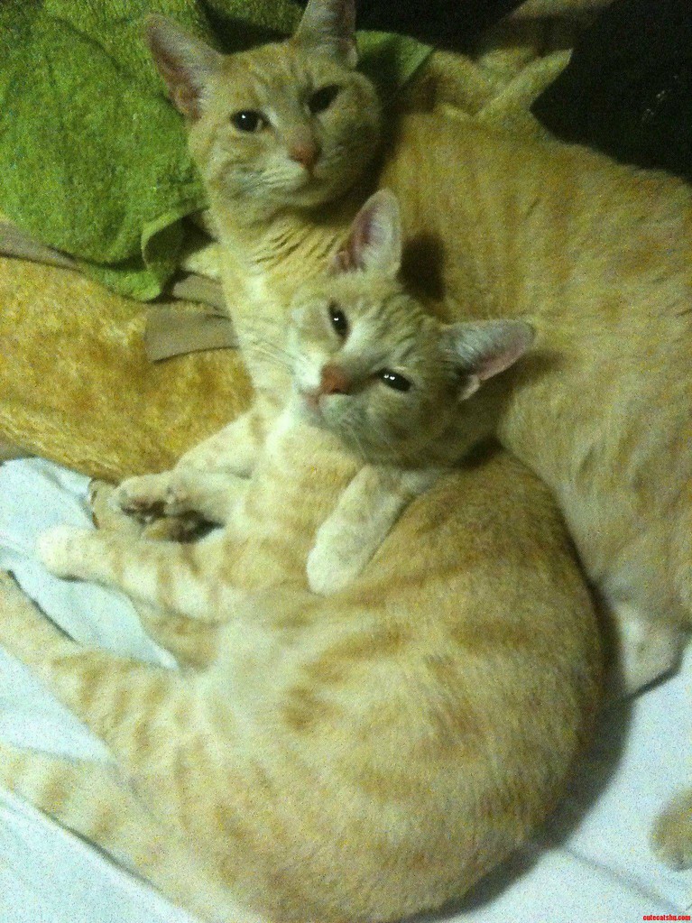 My Little Orange Maggots