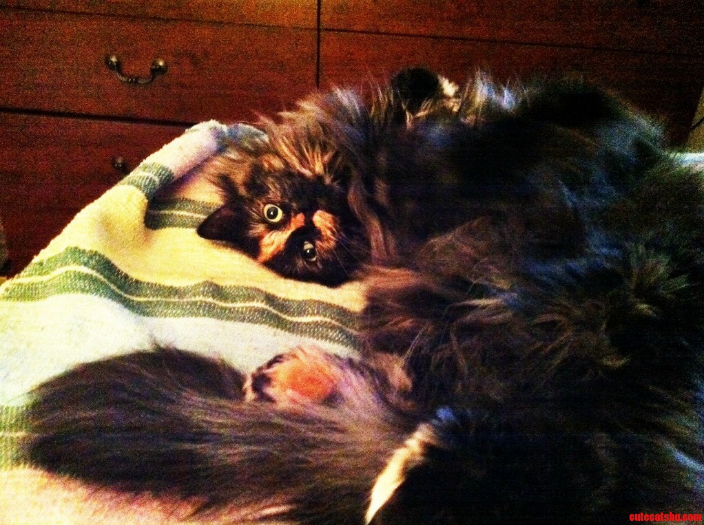 My Little Weirdo Dali Sorry for Phone Quality