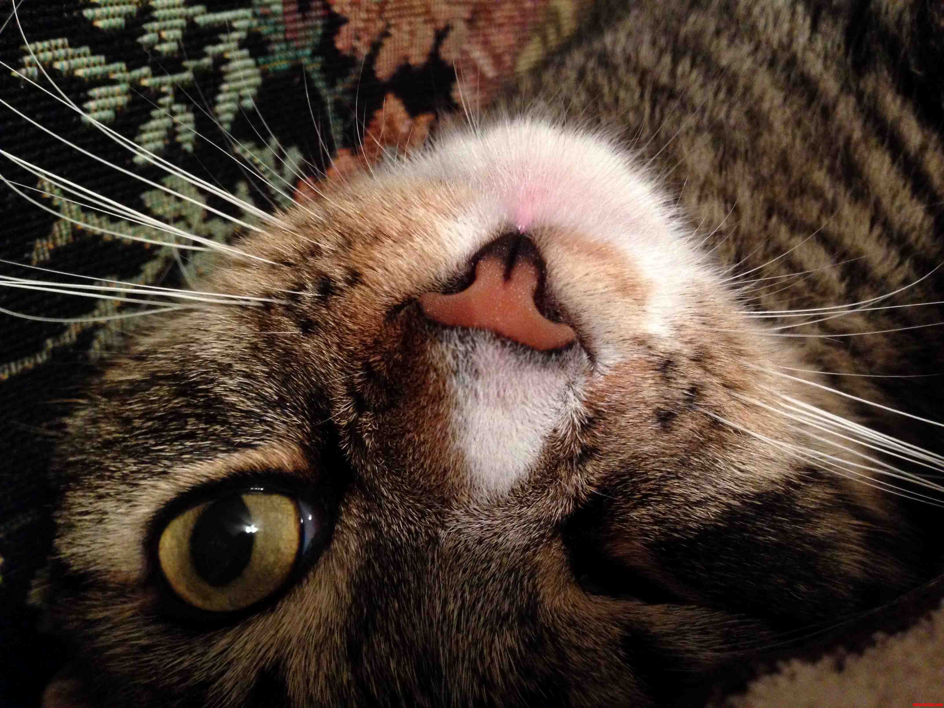My Little Weirdo