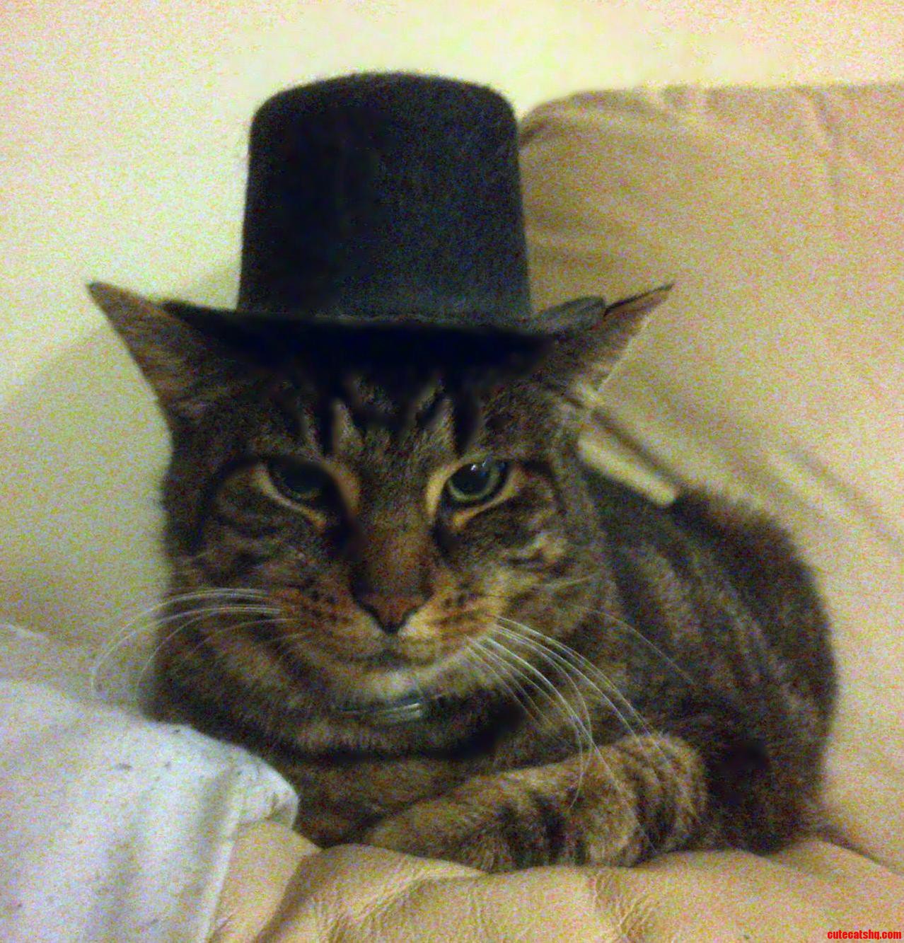 My Longcat Looking Very Gentlemanly.