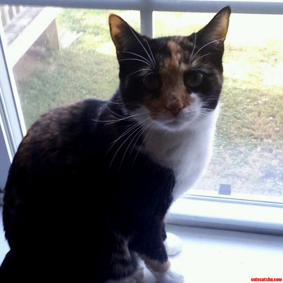 My Lovely Kitty Molly by the Window.