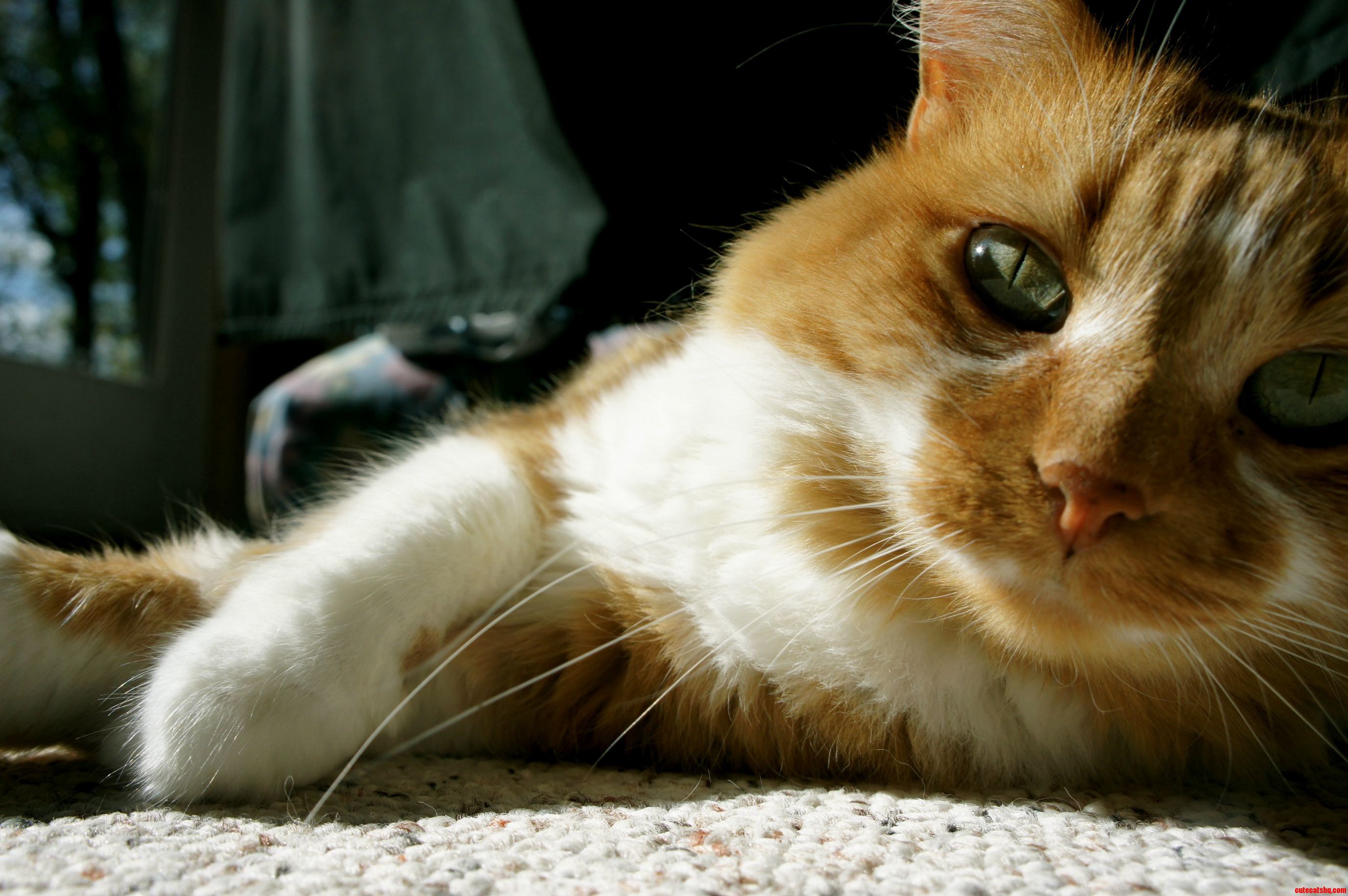 My Maine Coon Mix Just Sunning Herself.