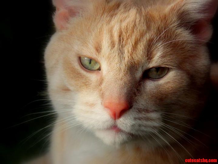 My Majestic Feline Juju Hes Been My Buddy for 9 Years.