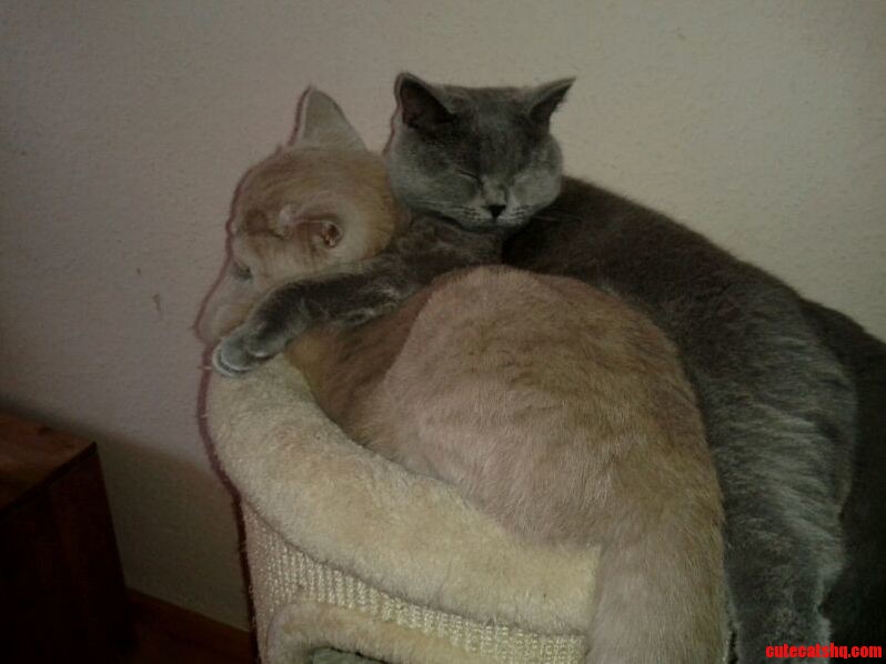 My Mom Just Sent Me This Picture of Holly Gray and Lilly Beige .