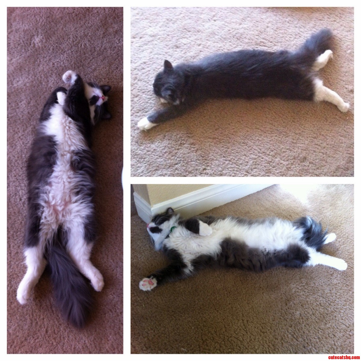 My Mom Said My Cat Always Looks Dead When He Sleeps.....i Get It Now.