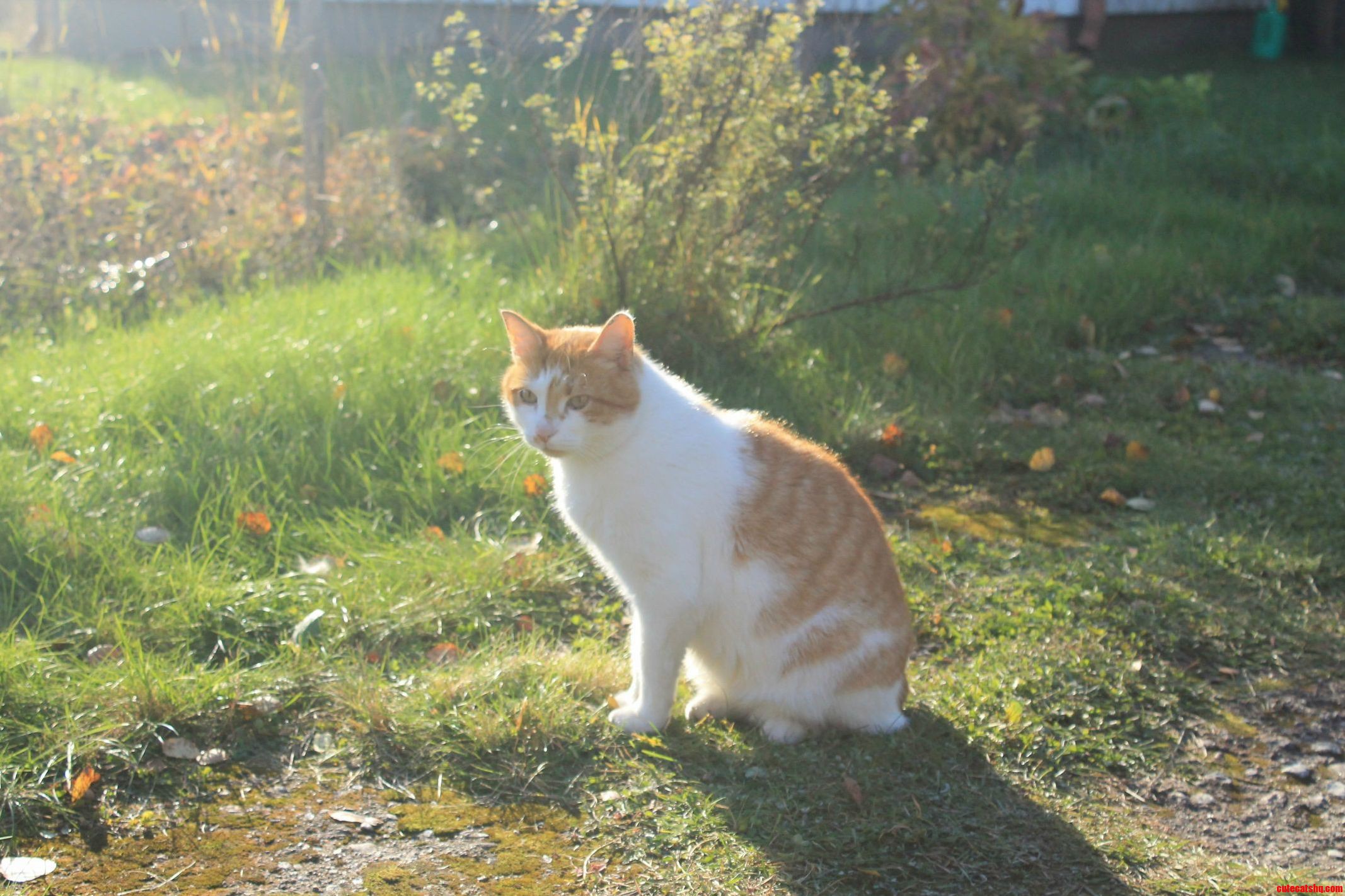 My Moms Cat Being Somewhat Majestic in Sunlight
