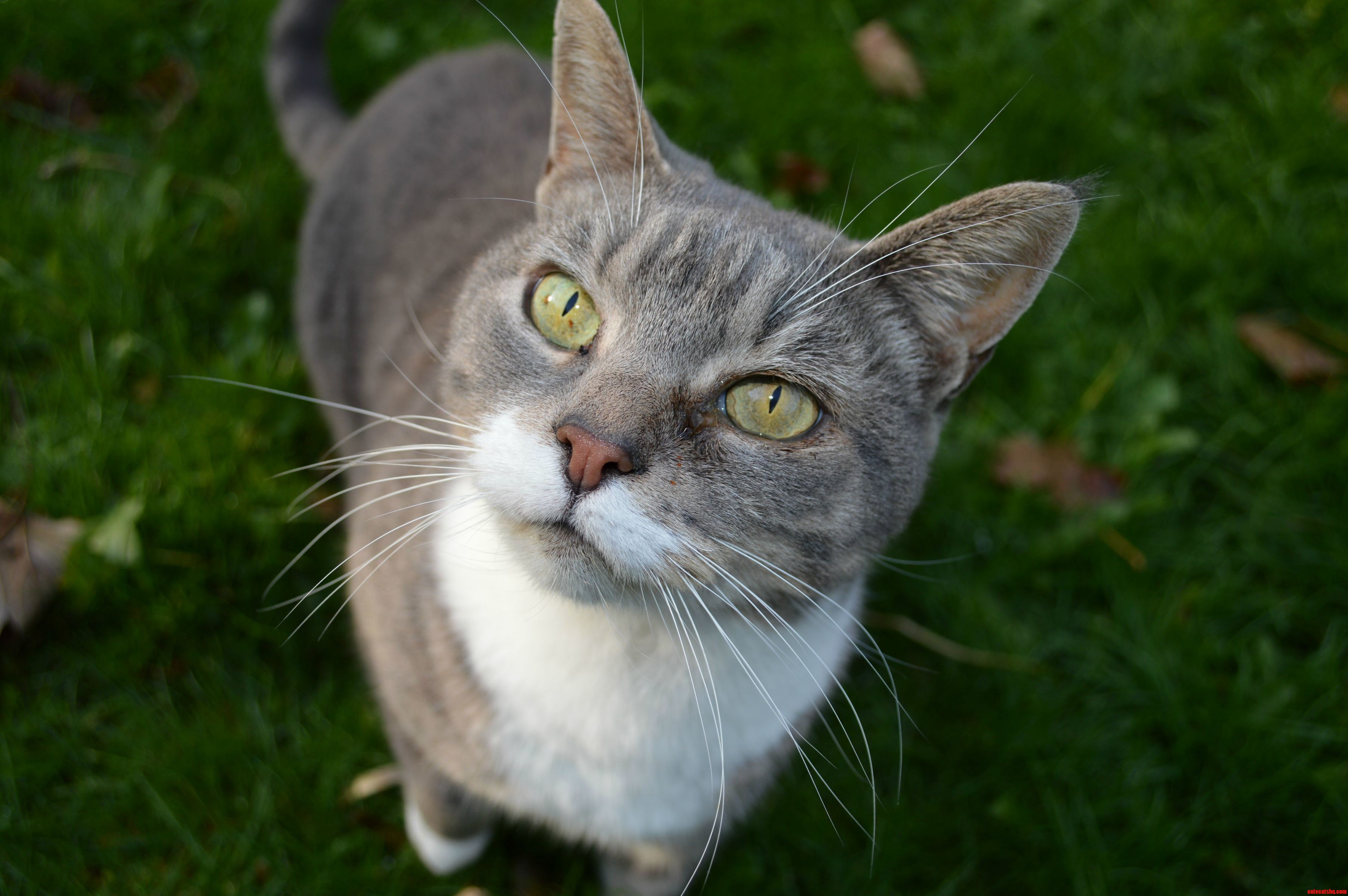 My Neighbor Lyla Come to Say Hello.