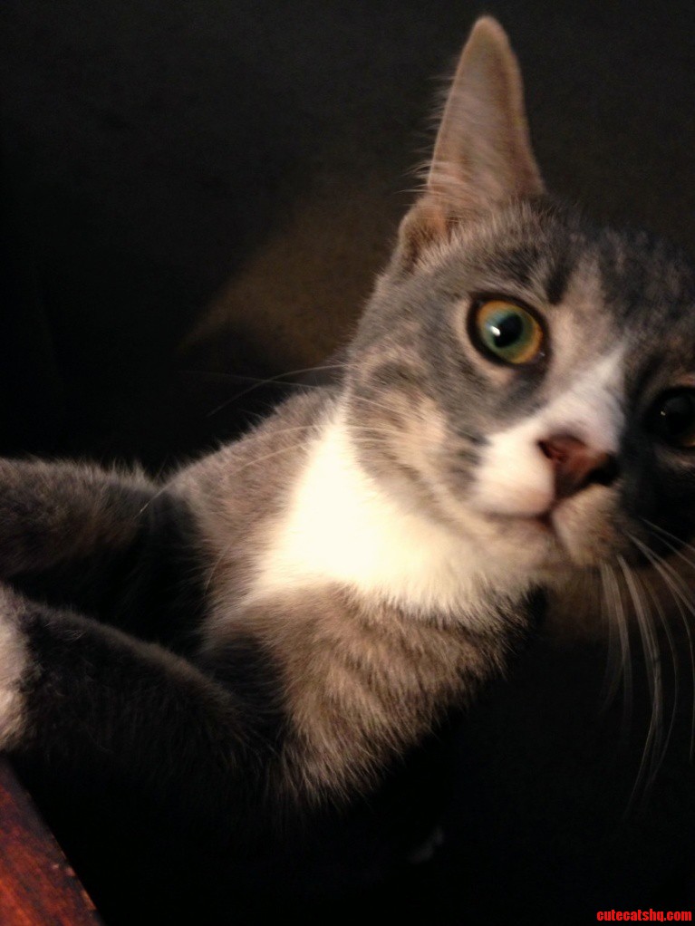 My New Baby Sherlock Rescue