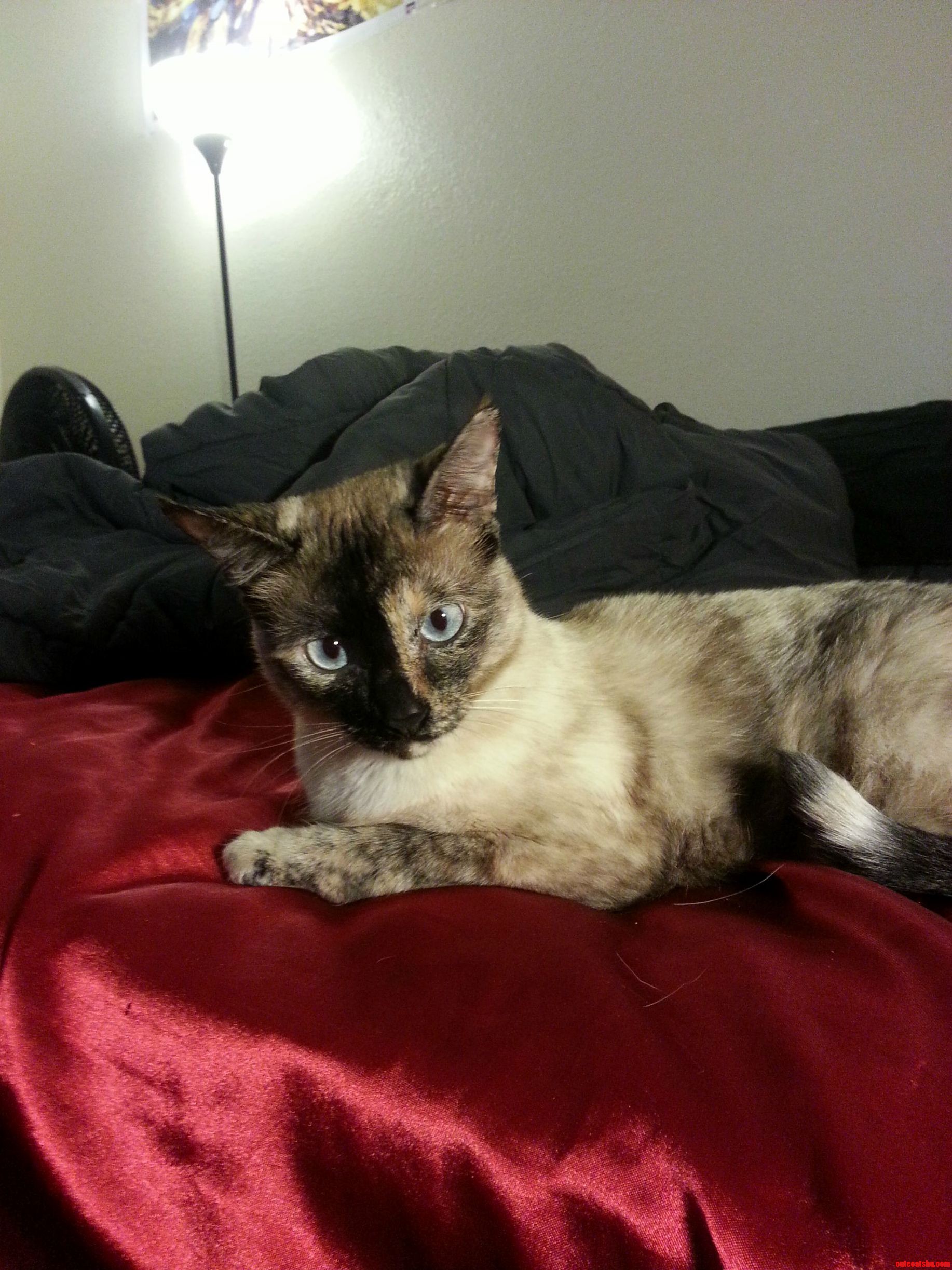 My New Cat Harley