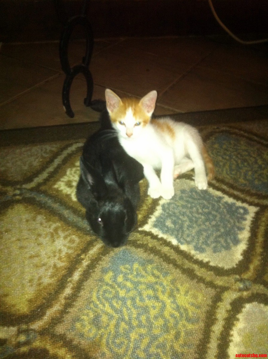 My New Cat Meatwad