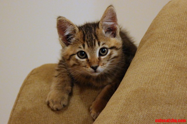 My New Kitten Hobbes