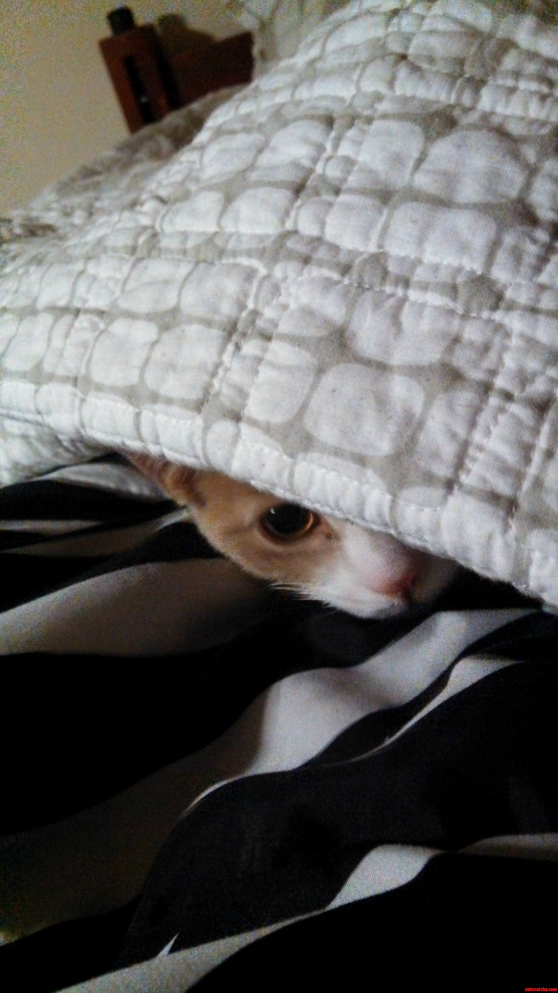 My New Kitten Loves to Snuggle in Bed with Me.