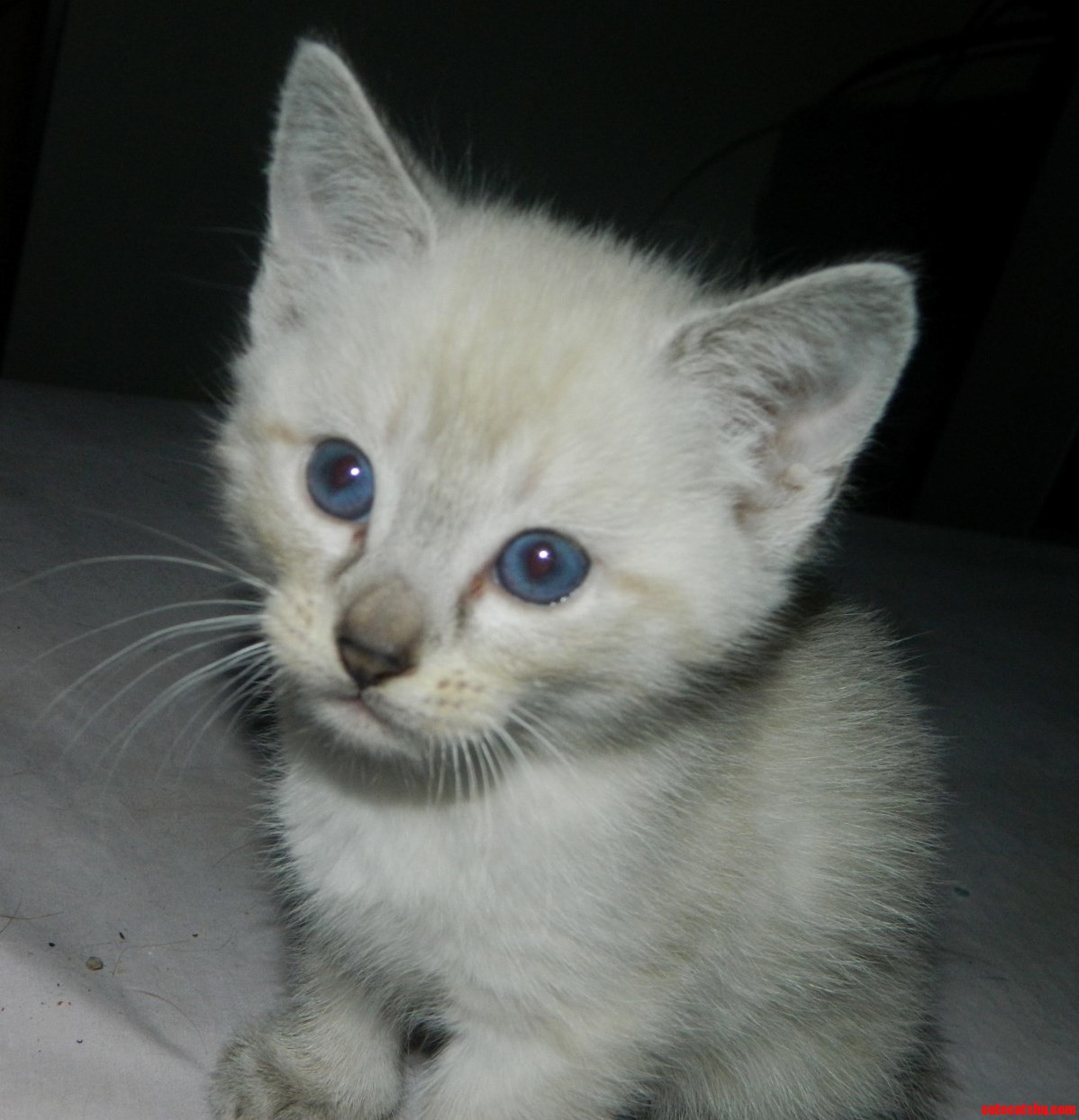 My New Little Buddy