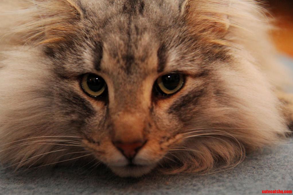 My Norwegian Forest Cat Elmer.
