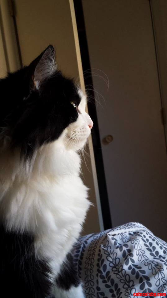 My Norwegian Forest Cat Piggy Bear.