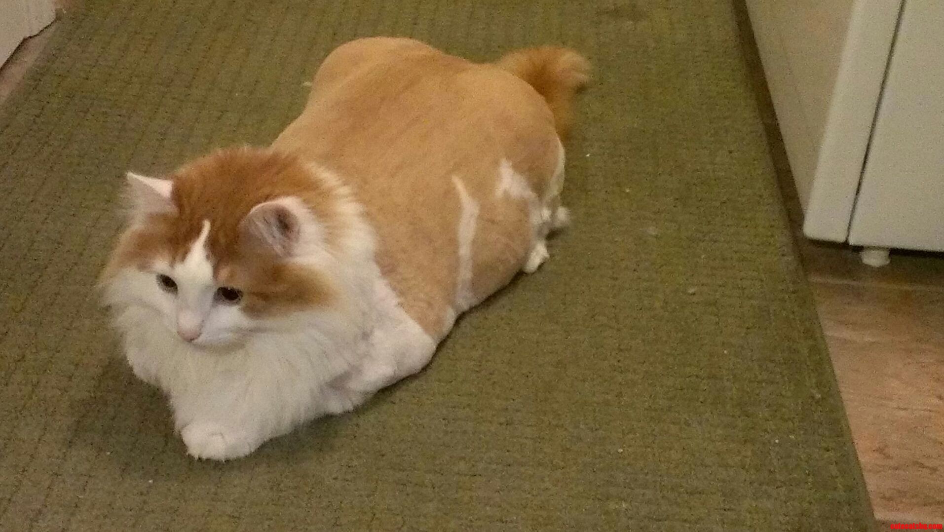 My Parents Norwegian Forest Cat Is Now Officially a Lion