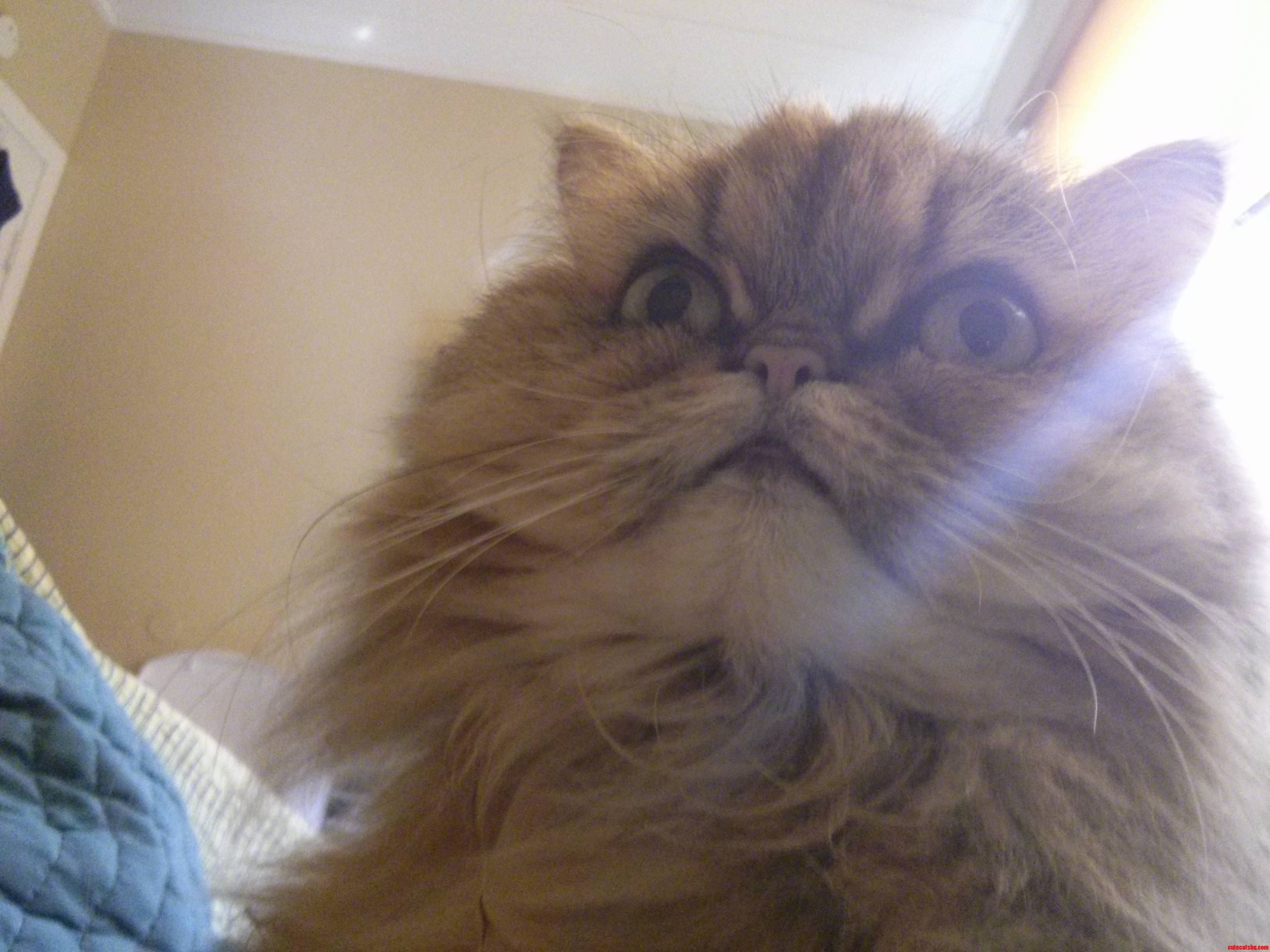 My Persian Princess Came in for Morning Snuggles Today 3