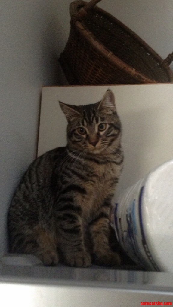 My Photogenic Kitty His Name Is Tiger