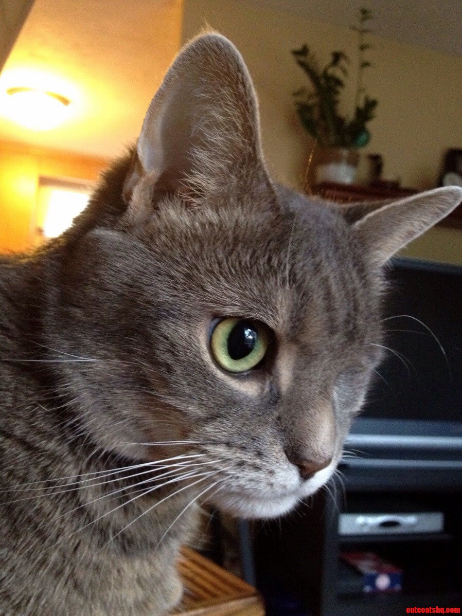 My Pirate Cat Earned His Hunter Stripe Last Night