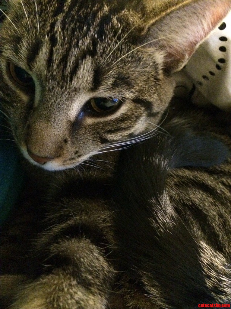 My Pretty Kitty
