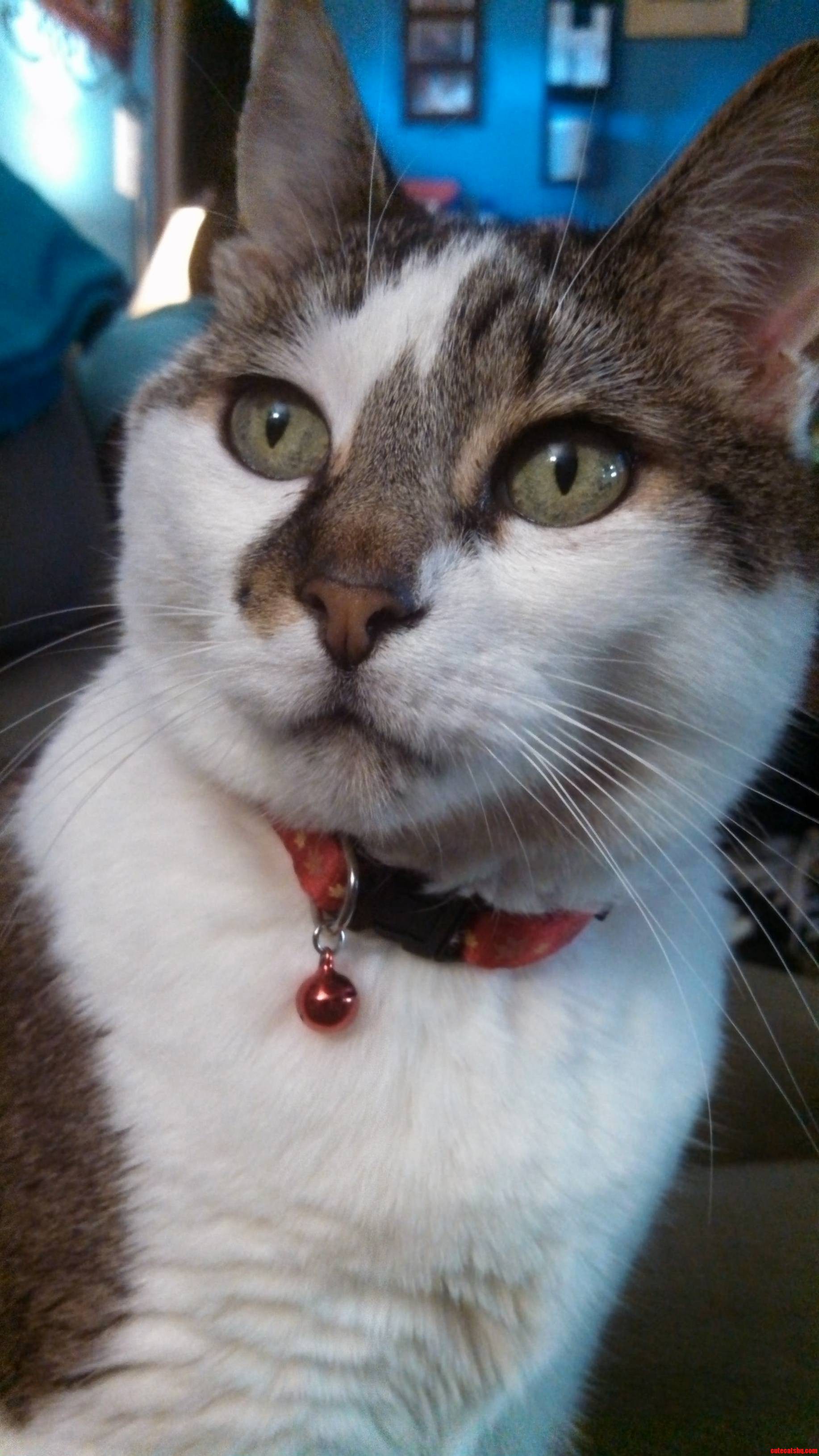 My Princess. She Is My Most Photogenic Kitty. 3