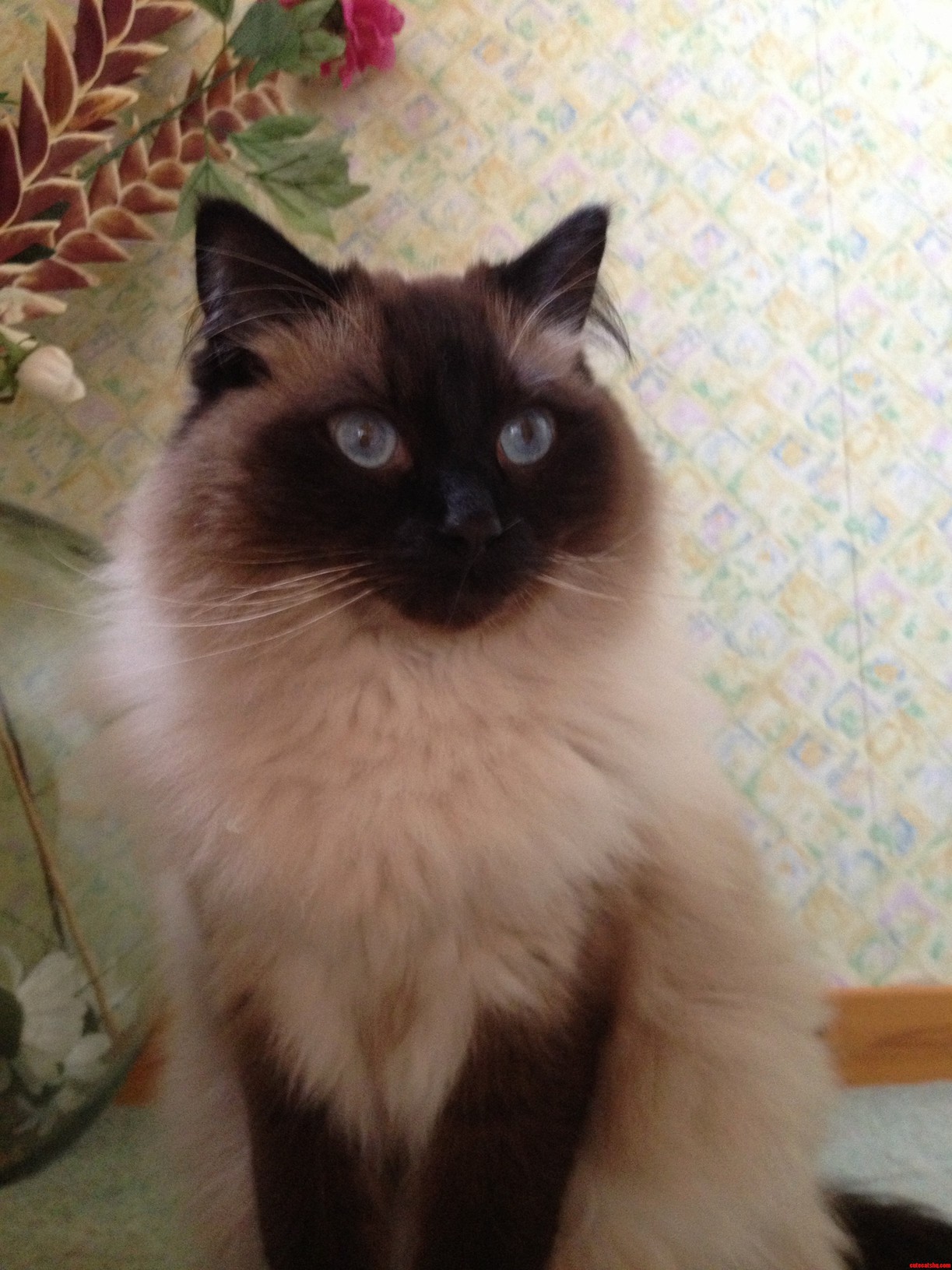 My Ragdoll Oscar Is a Bit of a Poser.