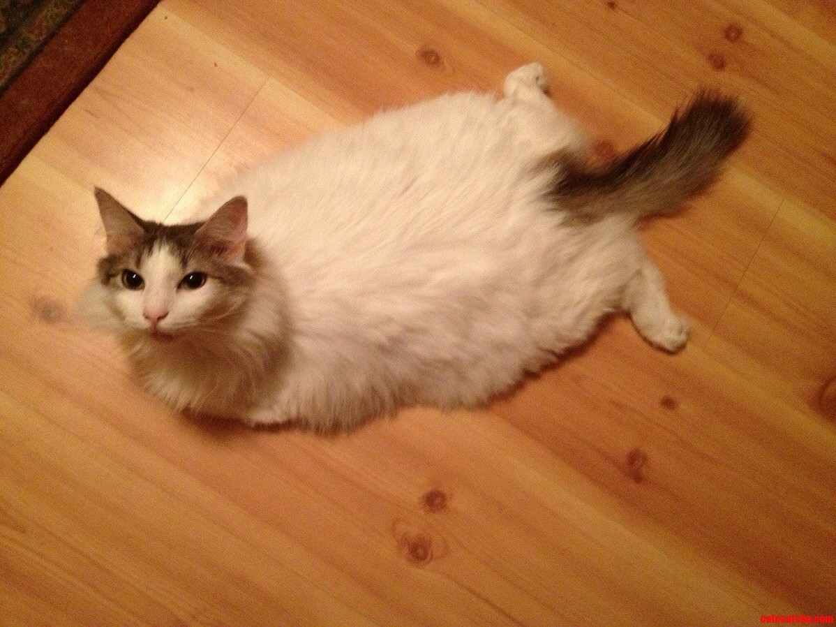 My Rather Large Rescue Kitty Miss Allie.