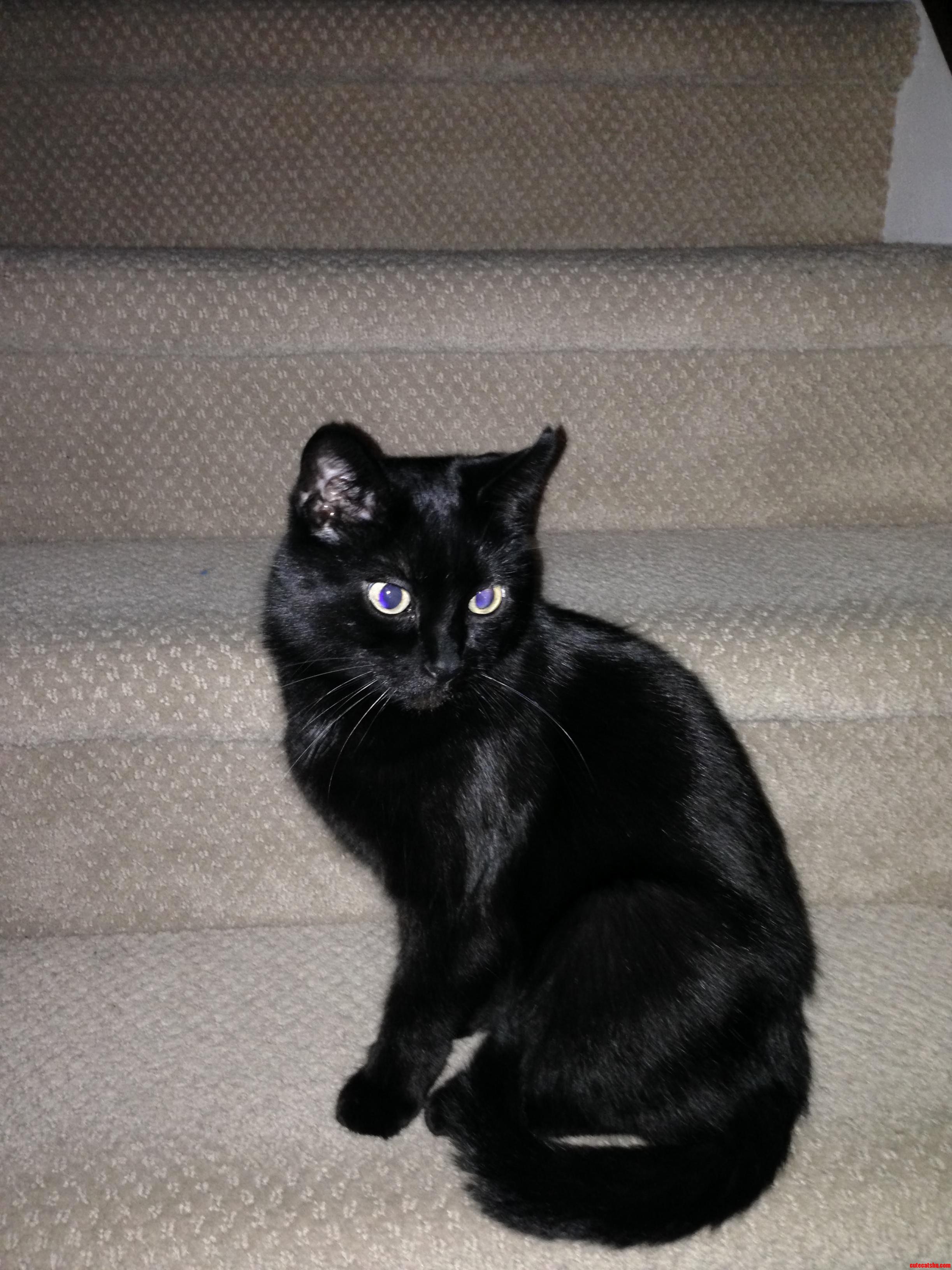 My Rescue Cat Lexi