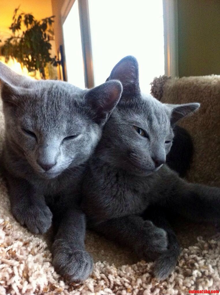 My Russian Blue Babies 3