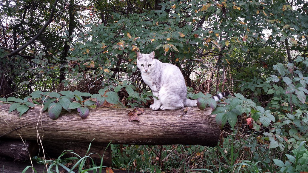 My Silver Bengal Prio