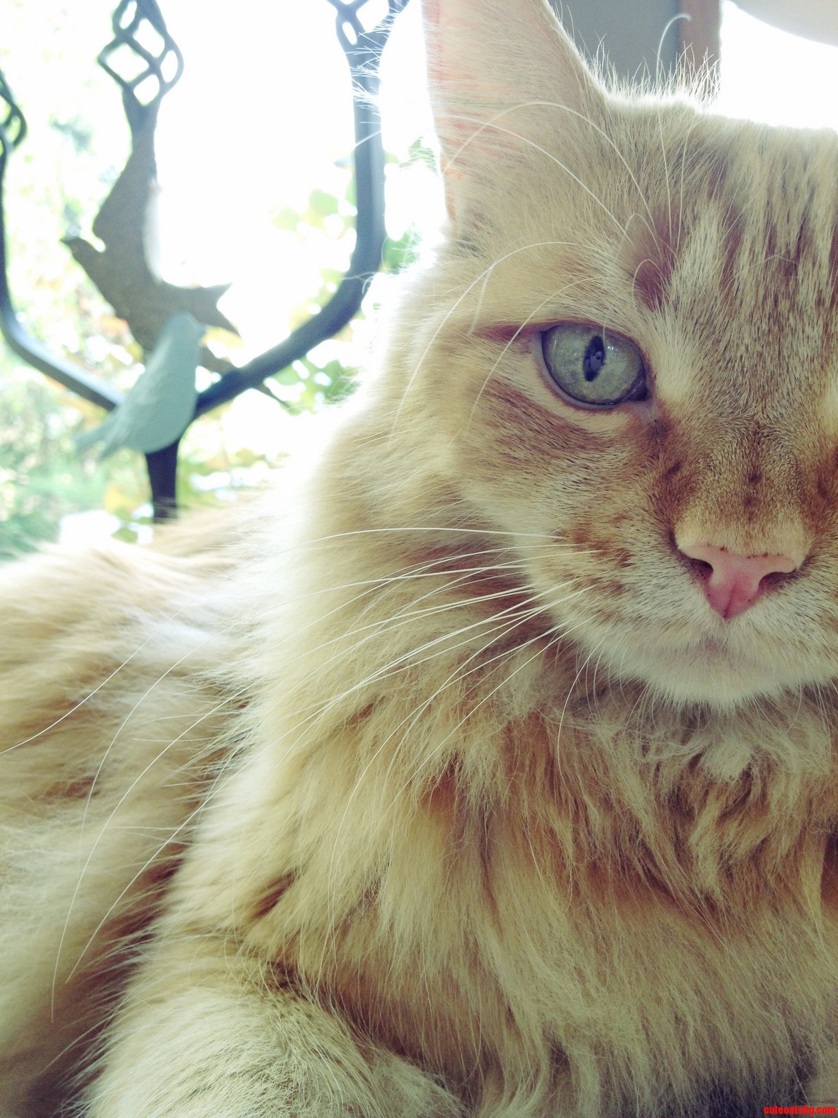 My Sister Said It Was Long Haired Orange Cat Day on .